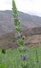 奇亞.chia.蜜蜂.bee