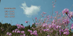 媽媽的金達萊 媽媽的金達萊