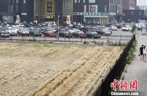 最牛農田 最牛農田