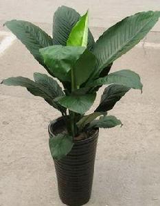 大銀苞芋 大銀苞芋