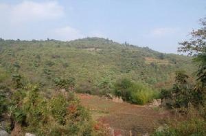 龍多上寨村的玉米地