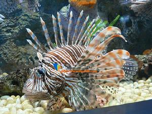 老虎灘公園珊瑚館