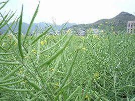 豐收一號 豐收一號