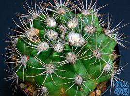 活火山[一種仙人球]