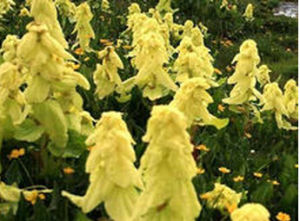 鼻喙馬先蒿 鼻喙馬先蒿