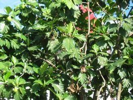 麵包果樹 麵包果樹