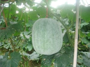 沖蔞黑皮冬瓜 沖蔞黑皮冬瓜