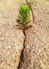 倔強[漢語詞語]