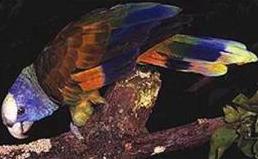 聖文生亞馬遜鸚鵡