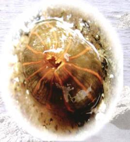 縱條肌海葵 縱條肌海葵