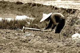 面朝黃土背朝天 面朝黃土背朝天