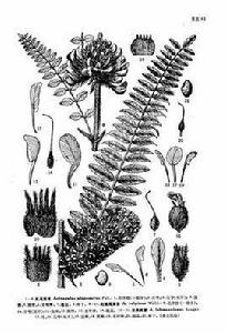 繭莢黃耆 繭莢黃耆