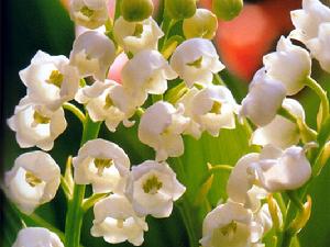 山谷百合[植物]