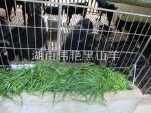 黑山羊規模養殖