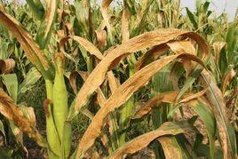 玉米青枯病 玉米青枯病