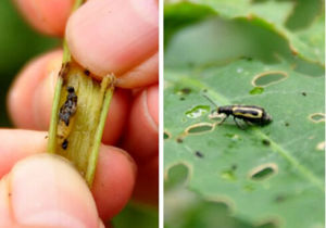 椰子縊胸葉甲 椰子縊胸葉甲