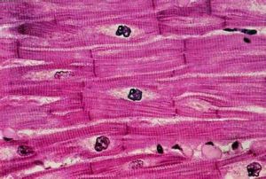 心肌細胞 心肌細胞