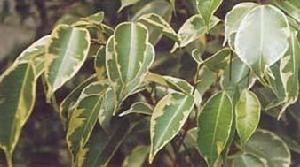 花葉垂葉榕 花葉垂葉榕
