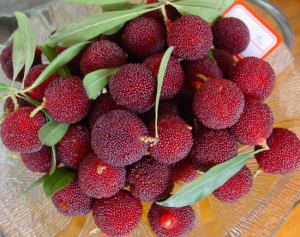 顧渚楊梅基地 顧渚楊梅基地