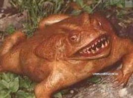 長牙青蛙 長牙青蛙