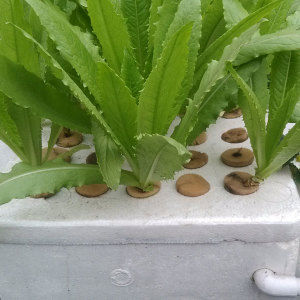 霍格蘭氏液 霍格蘭氏液