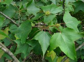 缺萼楓香 缺萼楓香