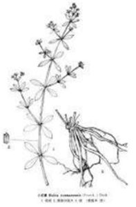 圓葉水朝陽旋覆花 圓葉水朝陽旋覆花