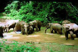 熱帶雨林氣候 熱帶雨林氣候
