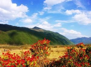 大理花甸壩 大理花甸壩