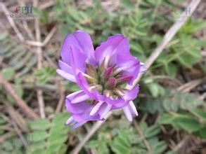 米口袋(原變型) 米口袋(原變型)