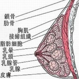 乳房漲痛 乳房漲痛