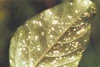 萊菔花葉病毒病 萊菔花葉病毒病