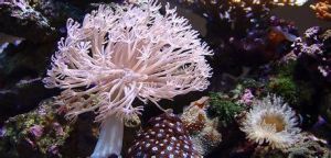 花傘軟珊瑚 花傘軟珊瑚