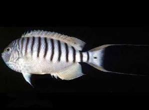 黑紋灰藍神仙 黑紋灰藍神仙