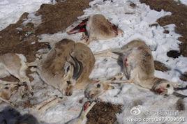 物種歧視論 物種歧視論