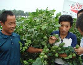 中棉所99 中棉所99