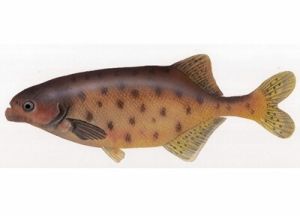 異頜光魚 異頜光魚