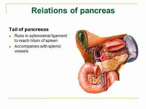 脾的韌帶 脾的韌帶