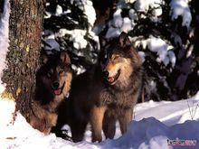 西北狼[物種名稱]