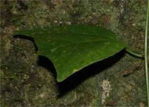 尖峰西番蓮 尖峰西番蓮