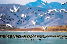 密雲水庫“天鵝湖”