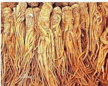 當歸[傘形目傘形科植物]