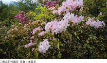 二郎山[四川省二郎山]