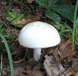 甘孜白菌 甘孜白菌