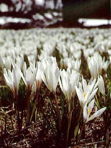 （圖）白番紅花