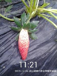 香蕉草莓苗 香蕉草莓苗