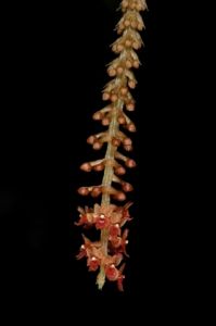 阿里山鳶尾蘭 阿里山鳶尾蘭