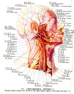 （圖）聽神經瘤細胞