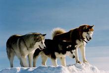 西伯利亞雪橇犬