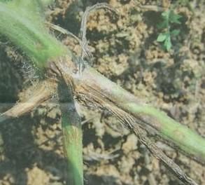 西瓜蔓枯病 西瓜蔓枯病